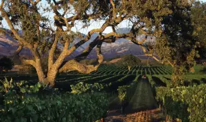 Lite Flight Wine Experience at Fess Parker Winery
